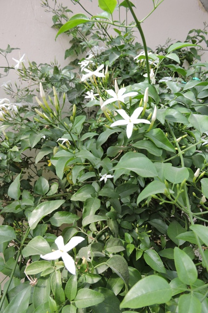 Jasmine flowers